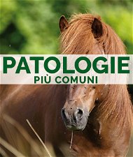 PATOLOGIE PIÙ COMUNI - Corso online Benessere del Cavallo