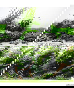 Sfondo doppio Amtra Amazonia blister 30x60cm e Aquaview