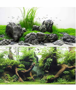 Sfondo doppio Amtra Amazonia blister 45x100 cm e Aquaview