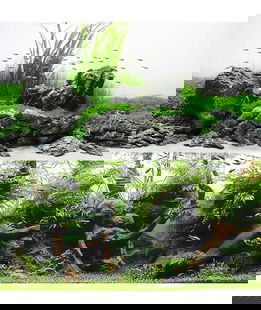 Sfondo doppio Amazonia blister 30x60cm