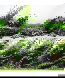 Sfondo doppio Amazonia blister 45x100 cm