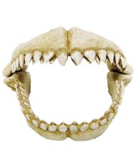 Denti di squalo 17,2x12,2x11,3 cm decorazione per acquari