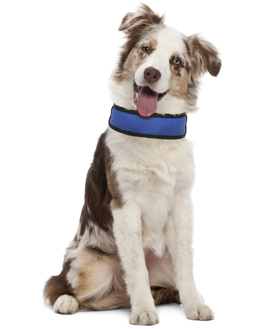 Collare in neoprene refrigerante Fresh per cani - foto 1