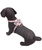 Pettorina con fibbie in metallo dorato e papion rimovibile modello Tartan Pink per cani