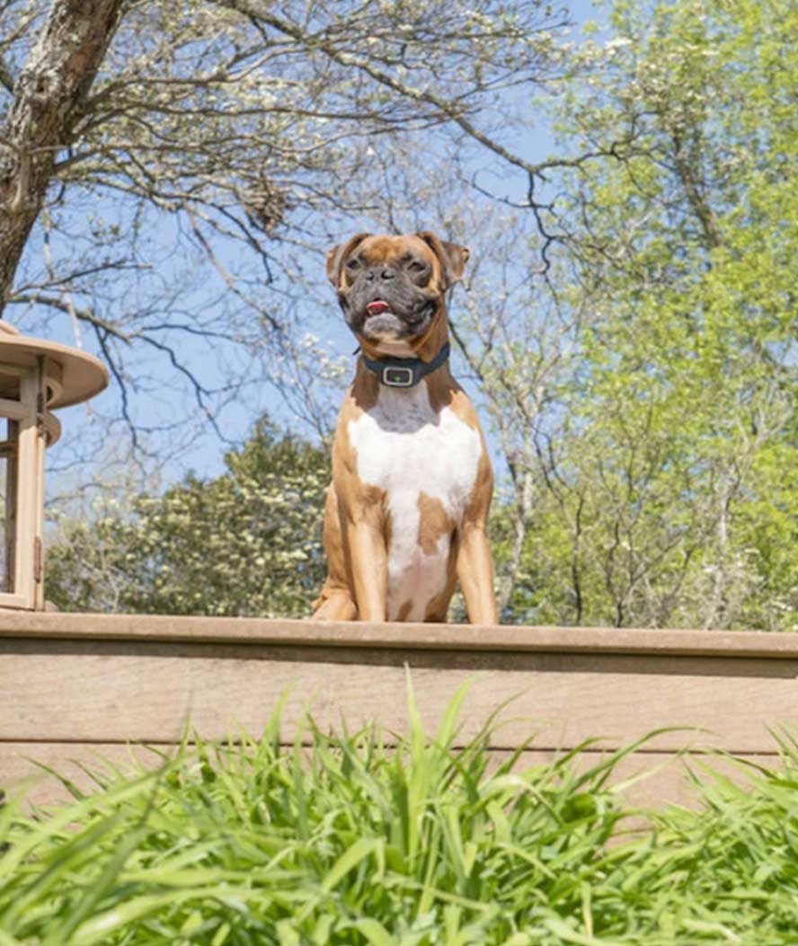 Collare antiabbaio con spray regolabile per cani - foto 2