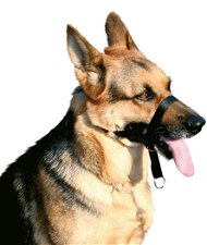 Museruola in nylon da addestramento per cani