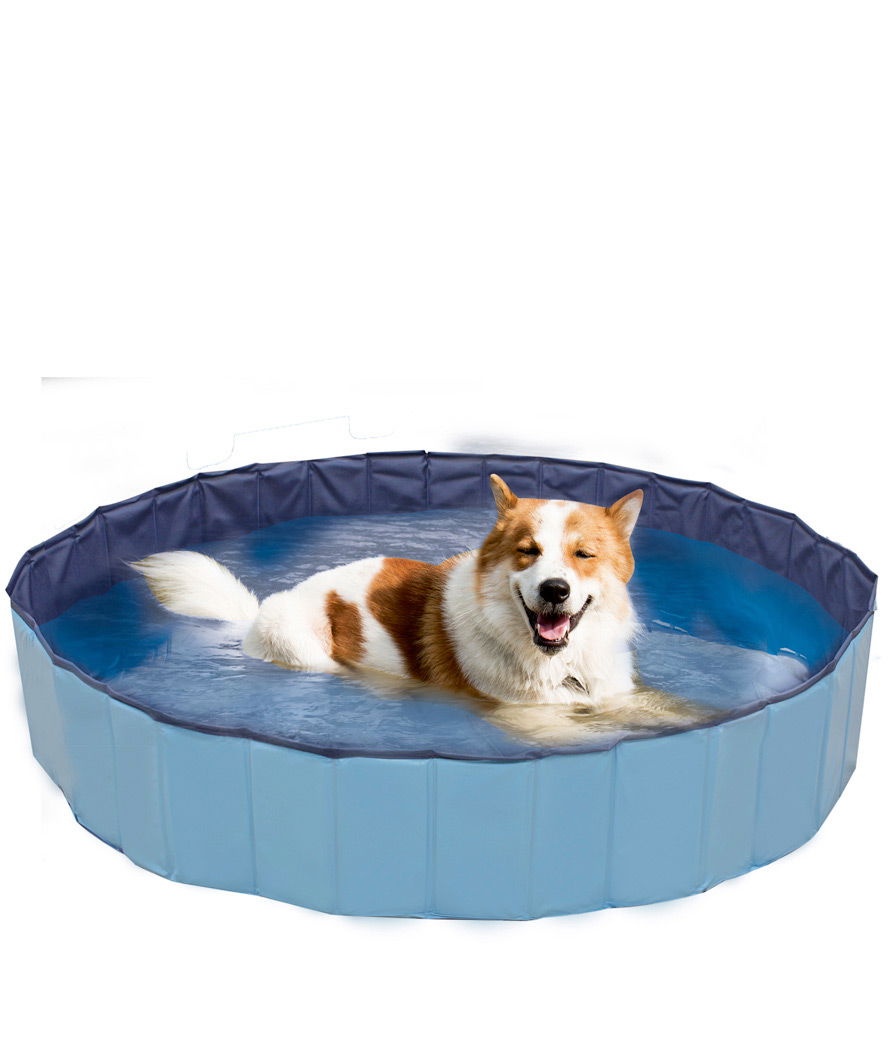 Piscina gioco rigida colore blu per cani