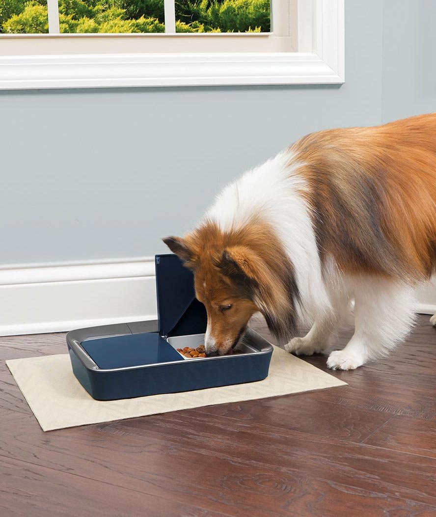 Mangiatoia PetSafe dispensatore digitale di due pasti per cani e gatti - foto 2