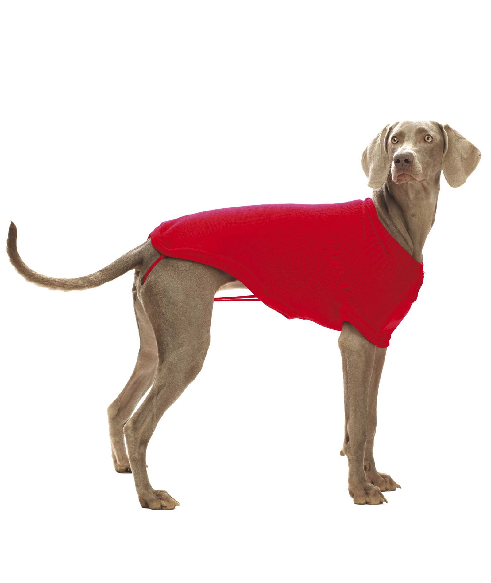 PROMOZIONE Maglione Siviglia con foro per guinzaglio per cani 50 CM - foto 1