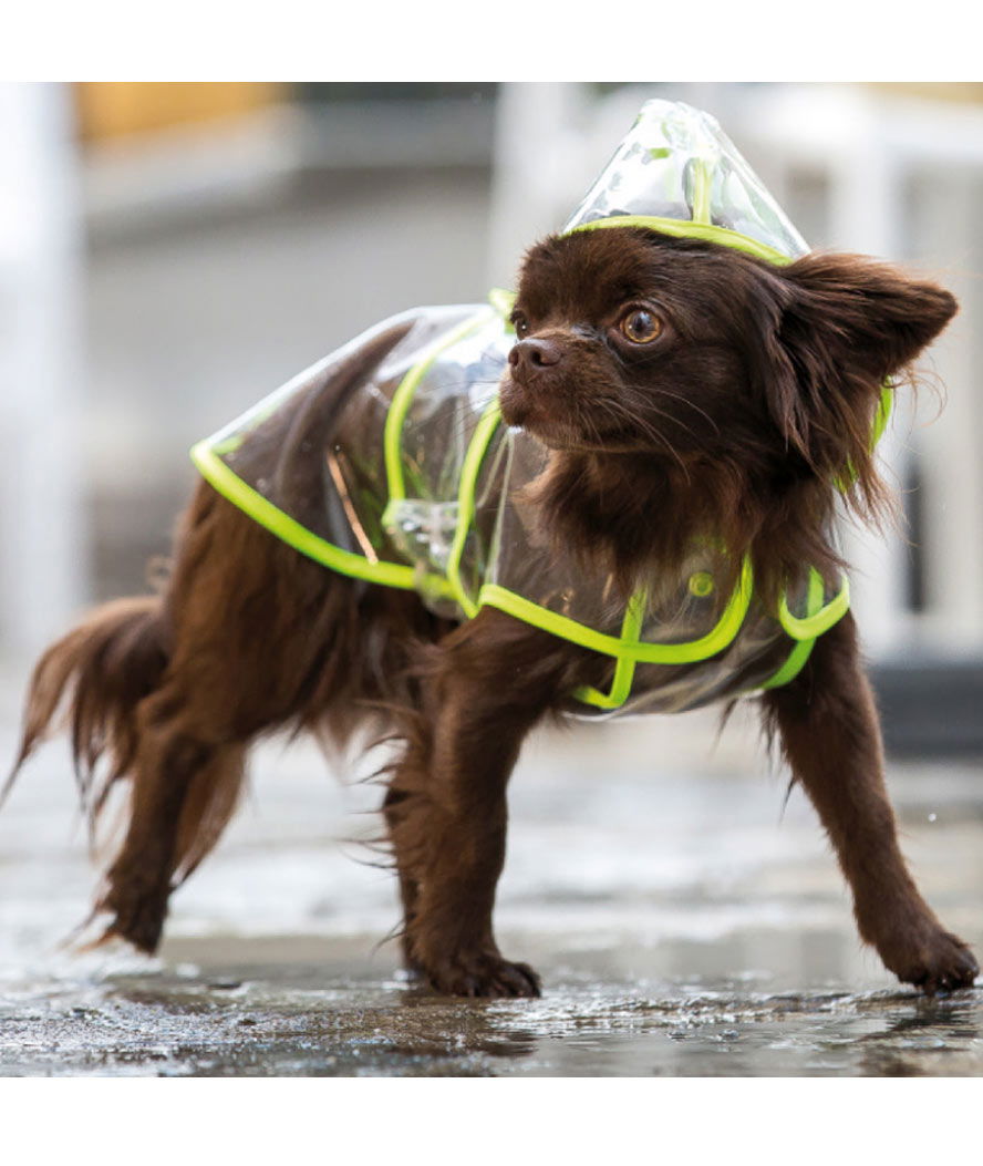 Impermeabile trasparente modello Dezain con foro per guinzaglio per cani - foto 1