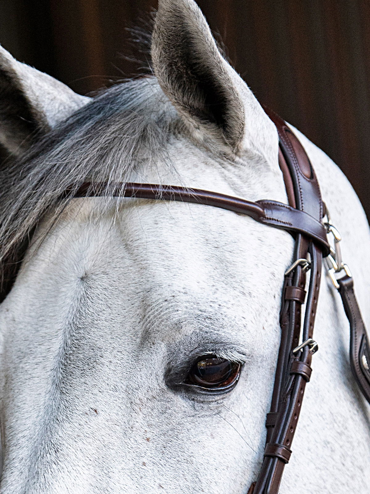 Frontalino tubolare Equiline in pelle  - foto 1