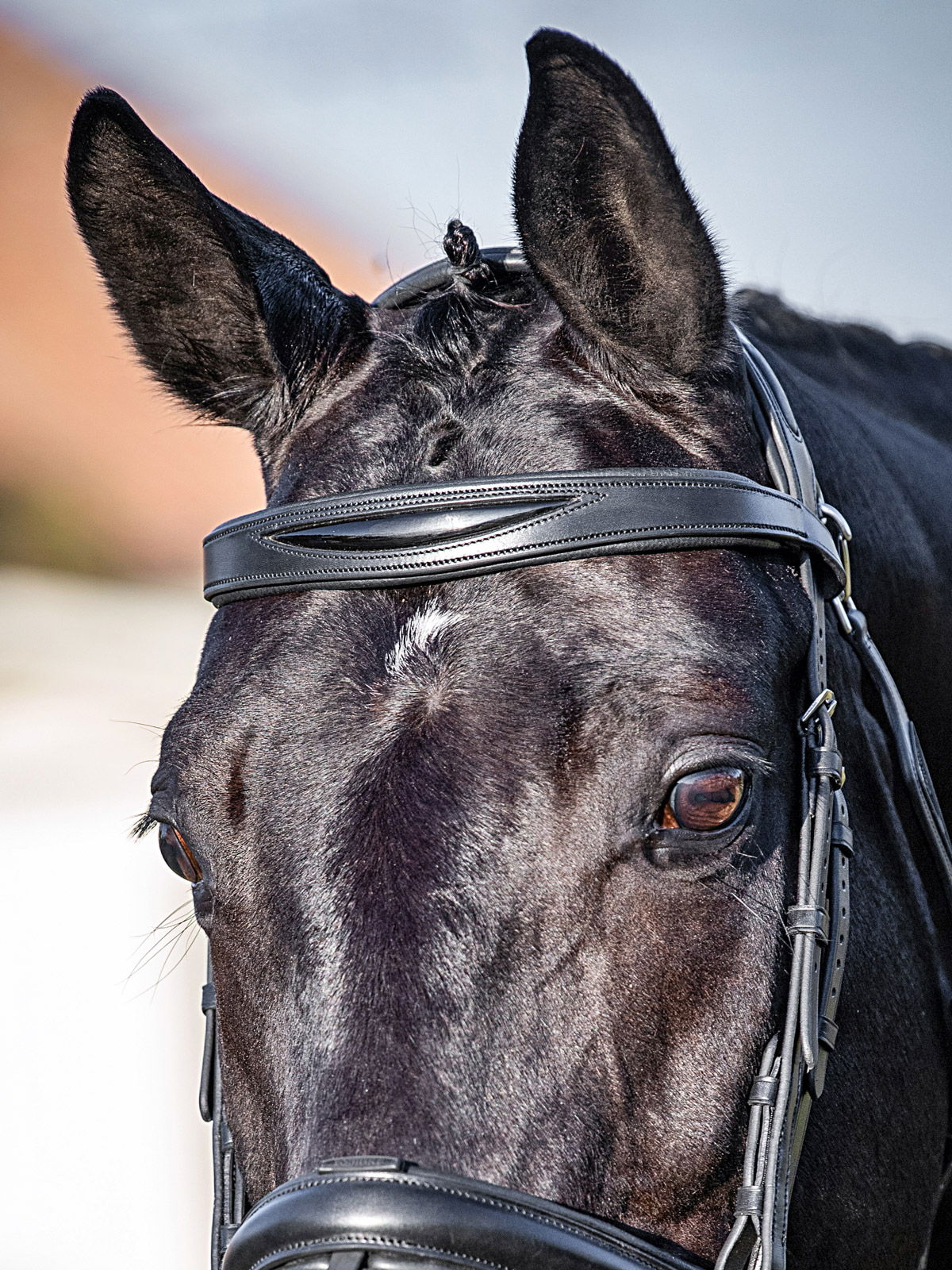 Frontalino Equiline in pelle con inserto nero lucido Shape - foto 2