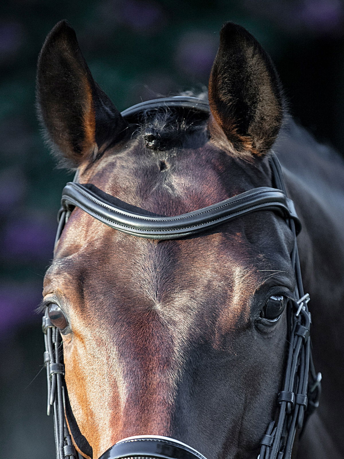 Frontalino U Equiline Shaped a onda bombato in pelle  - foto 3