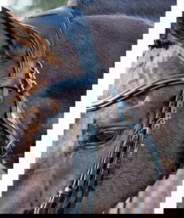 Sovratesta nero Equiline anatomico 3 vie