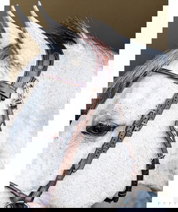 Sovratesta Equiline snello anatomico 2 vie