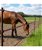 OFFERTA SPECIALE Picchetti per cavalli colore marrone 1,55 m x 10 pezzi - foto 1