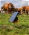 Elettrificatore solare Gallagher S200 con batteria inclusa e pannello integrato per recinti fino 20 km per cavalli, bestiame, pecore, capre e maiali - foto 3