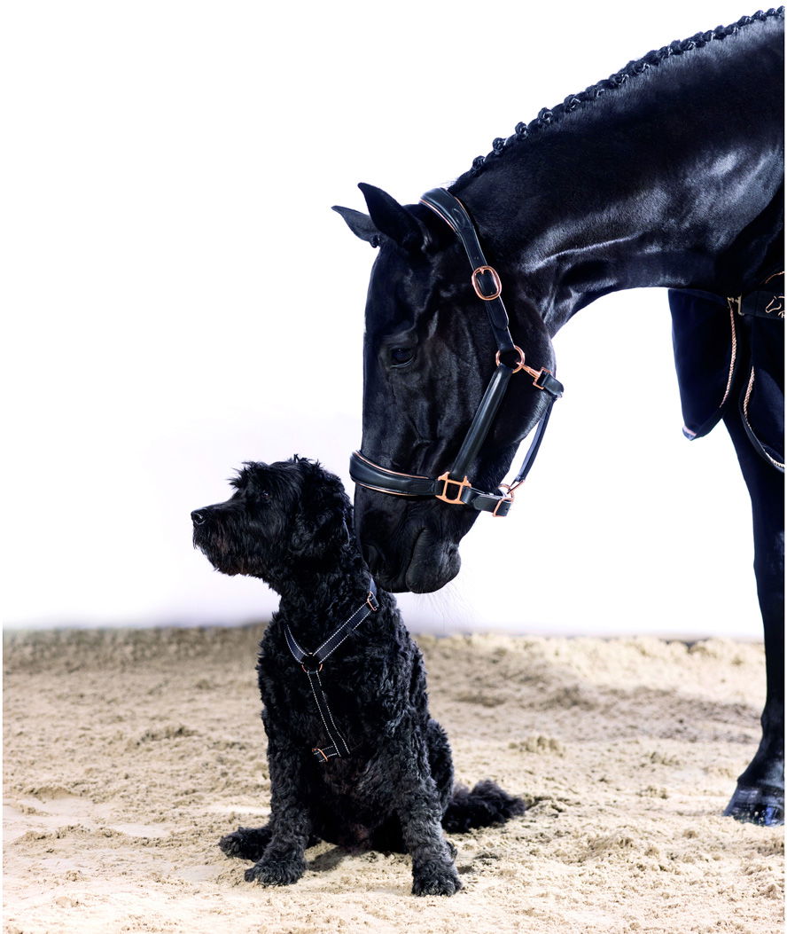 Pettorina in nylon Taglia S modello Anam Cara Basic per cani - foto 6