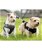 Pettorina traspirante con strisce riflettenti modello Buddy Soft per cani - foto 10
