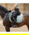 Sottosella con rinforzo al garrese e logo olografico modello Harbour Island Sportive dressage o rettangolare - foto 9