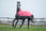 PROMOZIONE Coperta da paddock per cavalli modello Norwich tessuto esterno 600 denari e imbottitura 300 g 155 CM ROSA/NERO - foto 2