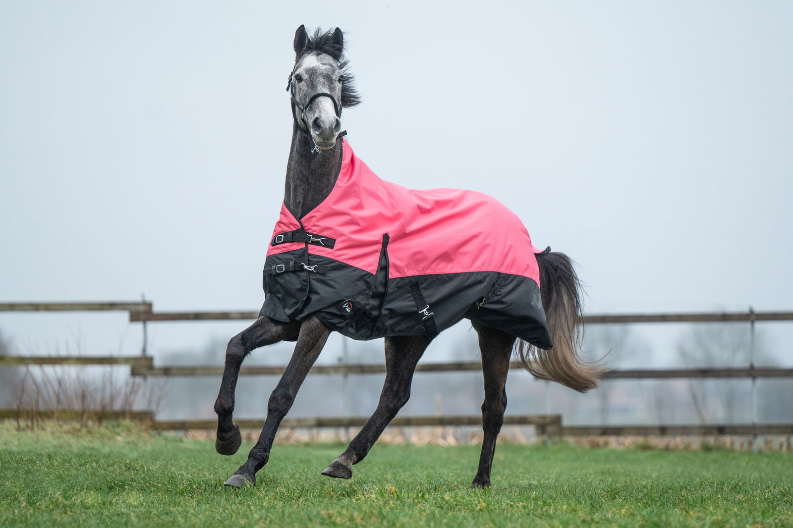 PROMOZIONE Coperta da paddock per cavalli modello Norwich tessuto esterno 600 denari e imbottitura 300 g 155 CM ROSA/NERO - foto 2