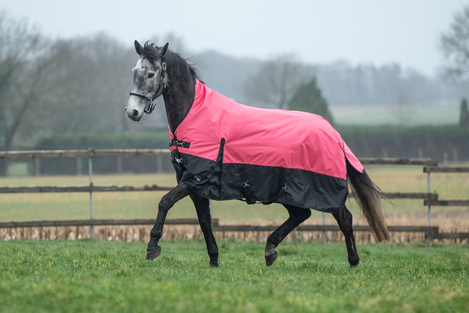 PROMOZIONE Coperta da paddock per cavalli modello Norwich tessuto esterno 600 denari e imbottitura 300 g 155 CM ROSA/NERO - foto 3