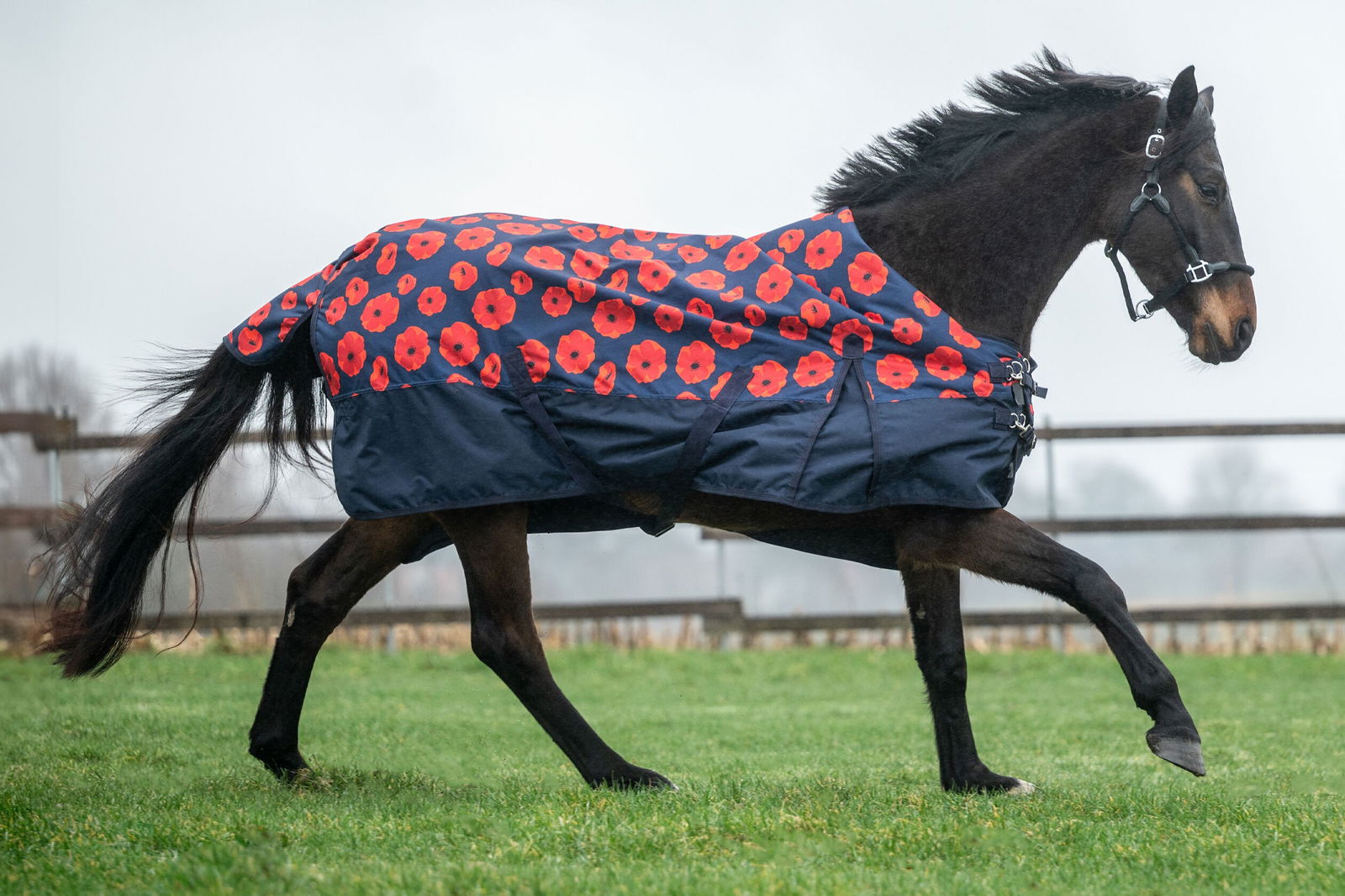 Coperta da paddock per cavalli modello Poppy tessuto esterno 600 denari e fodera pile con stampa papaveri rossi - foto 3