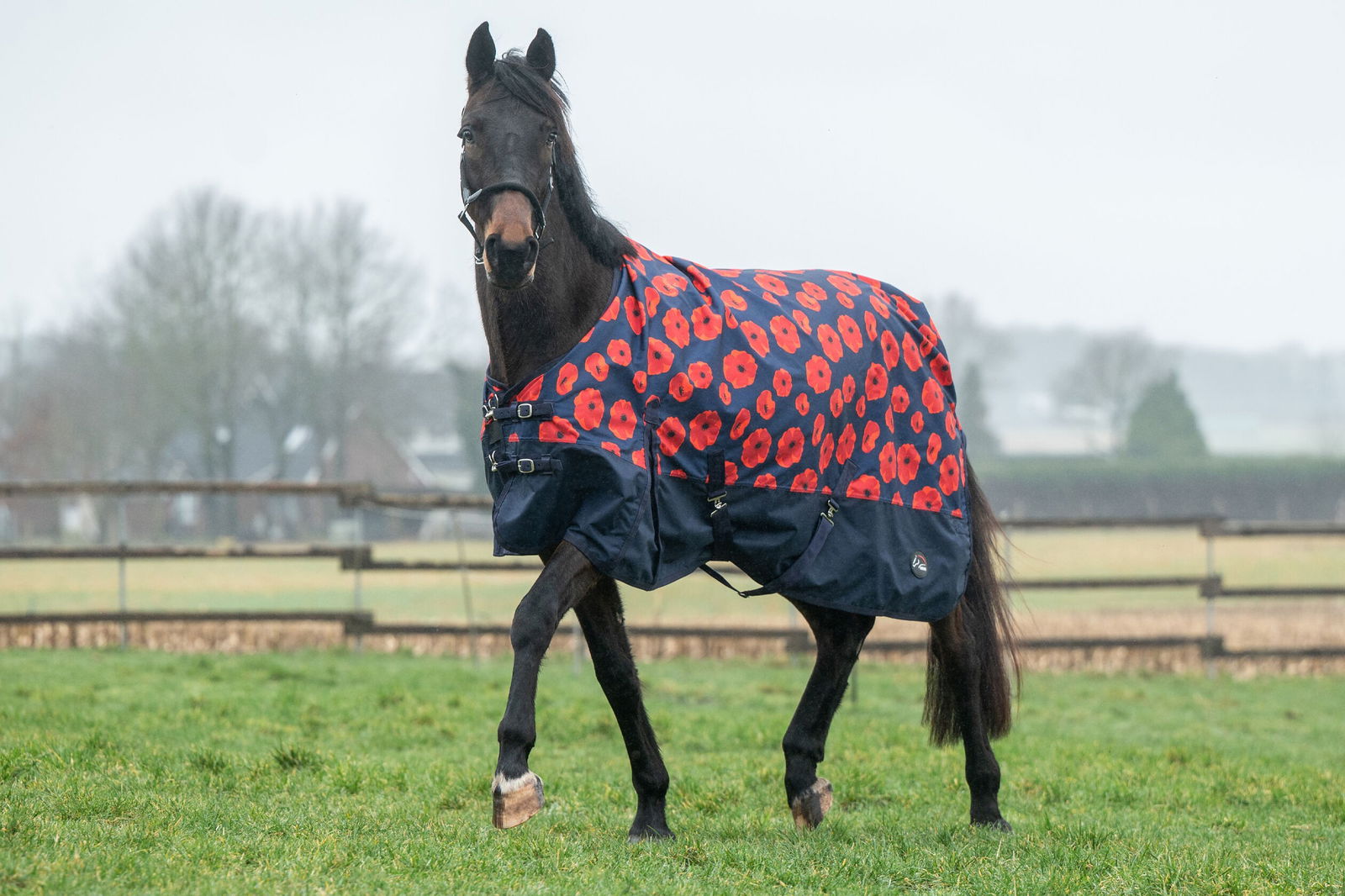 Coperta da paddock per cavalli modello Poppy tessuto esterno 600 denari e imbottitura 300 g con stampa papaveri rossi - foto 2