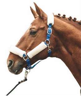 Testiera per cavallo HFI First - Top con cavezza - Cavezza e corda - Cavallo