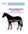 Coperta per cavalli in cotone Amigo Jersey Cooler no fill - foto 2