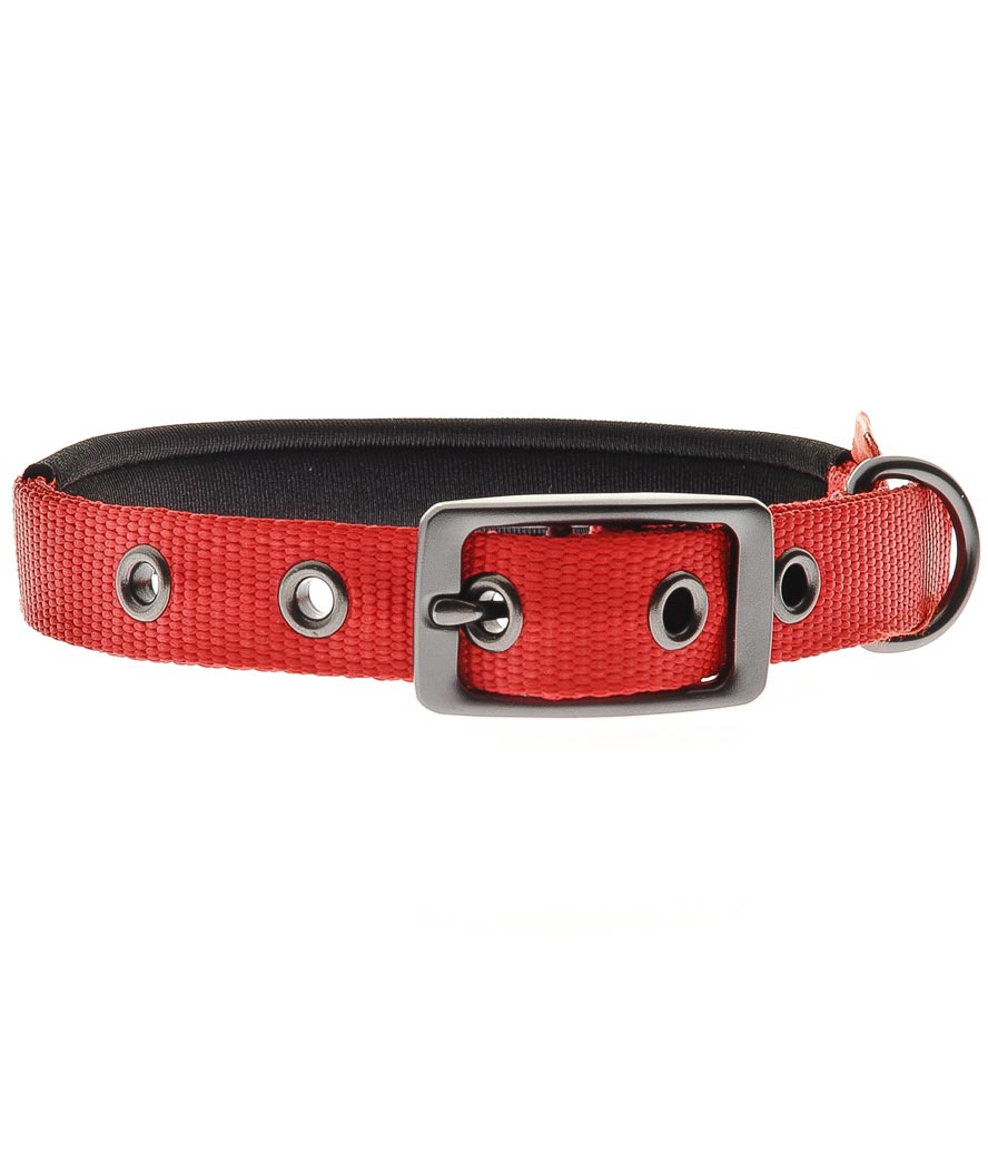 Collare in nylon con imbottitura in neoprene per cani