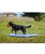 Piscina in pvc modello Splash per cani - foto 9