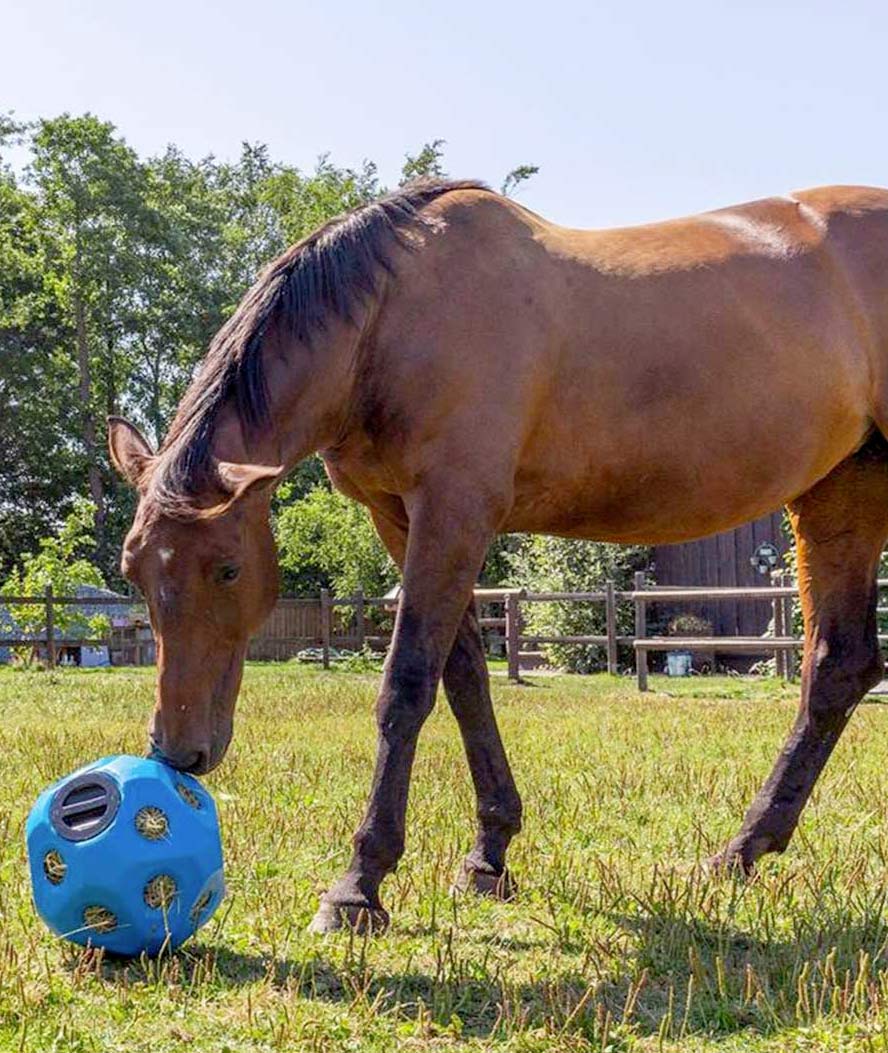 Palla da gioco e alimentazione per tenere occupati i cavalli - foto 4