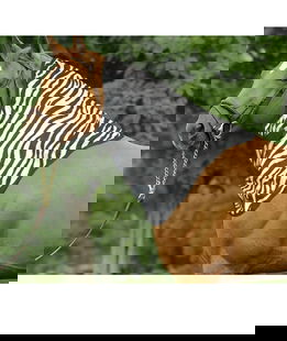 Collo in Rete Antimosche Horses Zebra