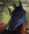 Maschera per cavalli antimosche in lycra con rete per occhi e naso - foto 1