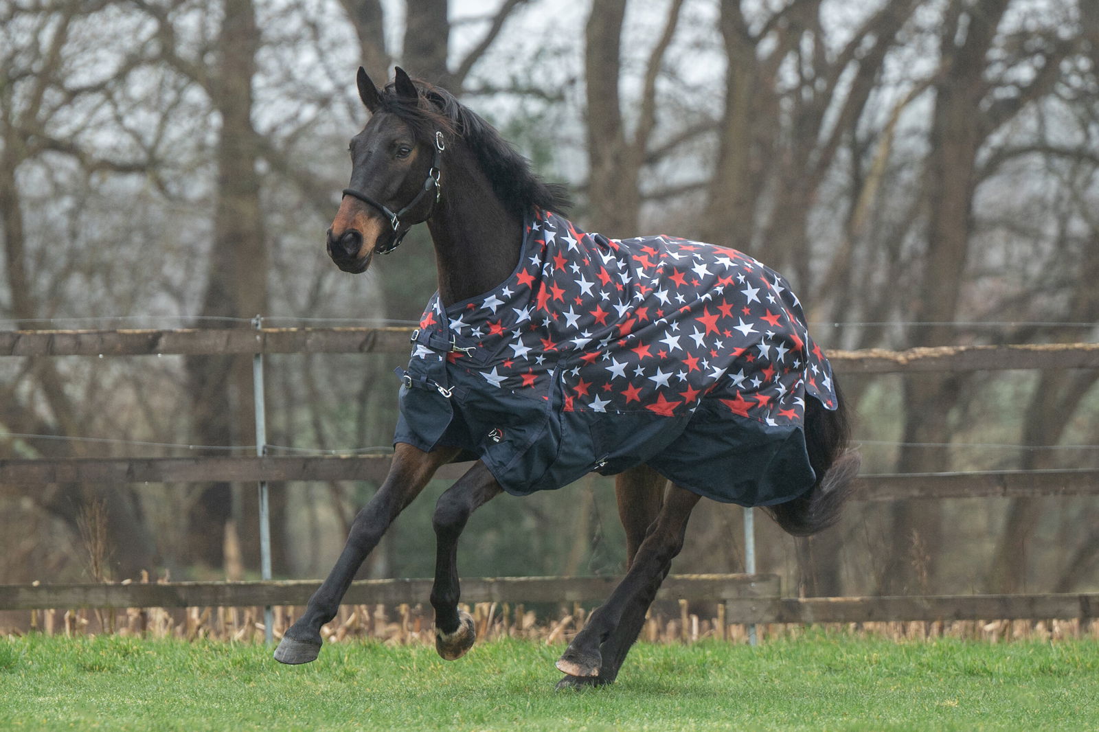 Coperta da paddock per cavalli modello Norwich tessuto esterno 600 denari e imbottitura 300 g con stampa stelle - foto 1