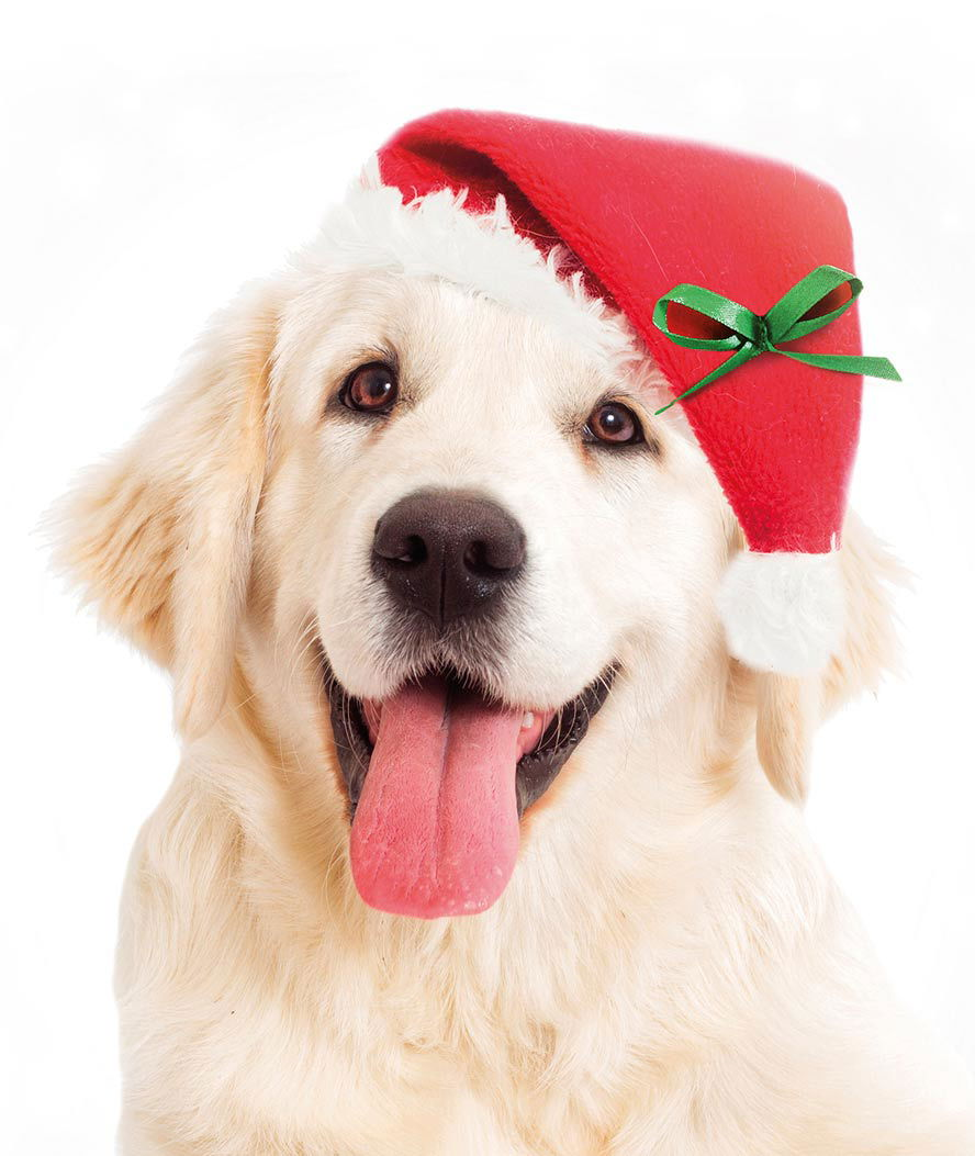 Cappello da Babbo Natale con elastico per cani  - foto 1