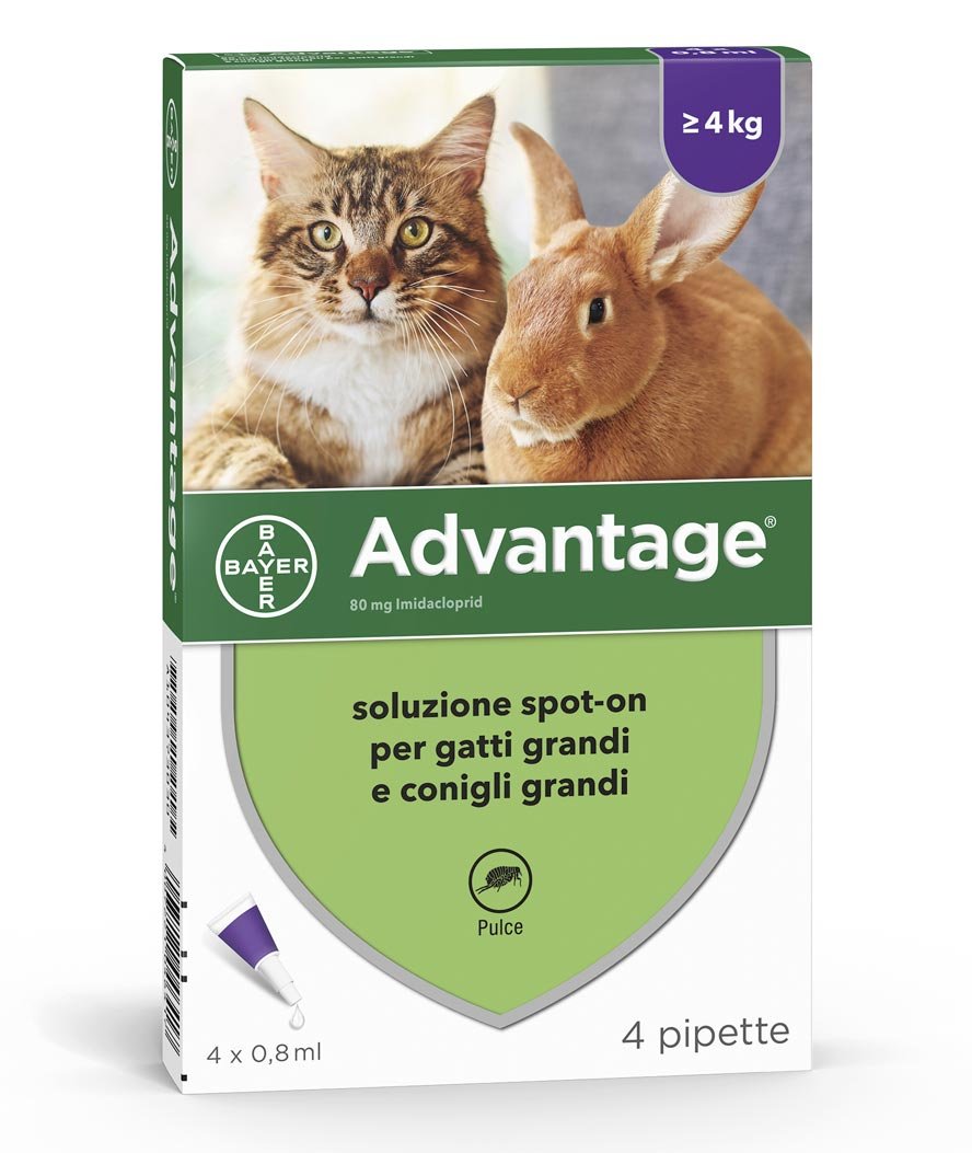 Advantage antiparassitario spot-on 4 pipette per gatti e congli oltre 4 kg 