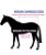 Coperta da box pony shetland imbottita 330g e tessuto esterno 420 denari con copricoda - foto 1