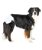 Pannolini per cani femmina  Offerta Multipack confezione risparmio - foto 2